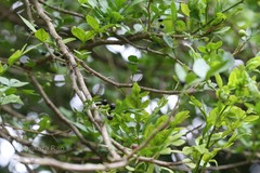 Naringi crenulata